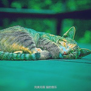 精彩压力大的猫环境