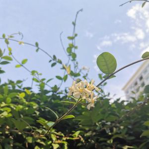 那些花儿-花七翻唱