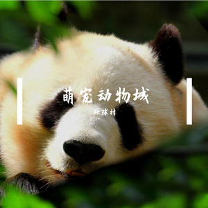 跳踢踏舞的加菲猫