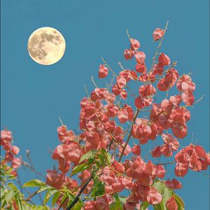 等烟火的人（cover大宽）月明赴山海