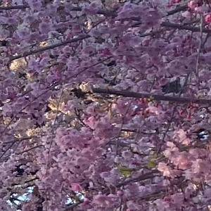 かぎりない愛で