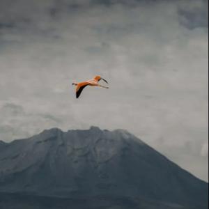 鸡蛋鸭蛋荷包蛋