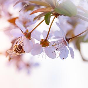 Petals of Peace: Harmonies for Meditation 432 Hz