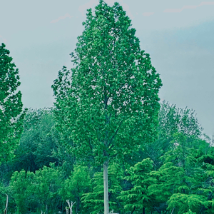 红色高跟鞋（抖音版）（翻自 hello！00）