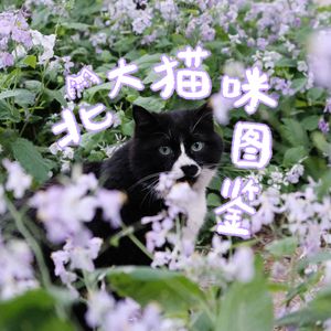 北大猫咪图鉴