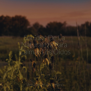 Acechando a Medianoche