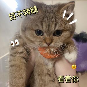 看透_焦糖奶盖