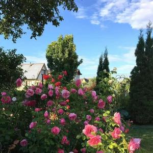 kaytiden (cover Aray)