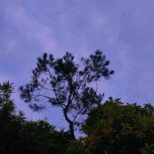 你最擅长说没事