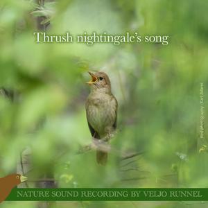 Thrush nightingale's song