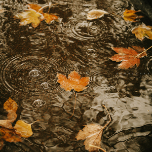 어느 가을 아침