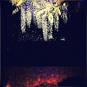 藤の花咲く公園 Night