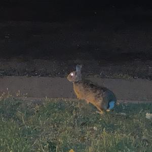 Rabbit God (defuzzed version)