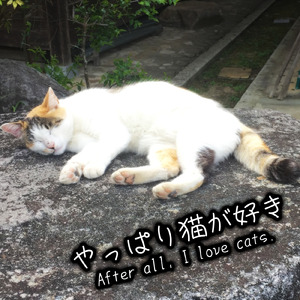 やっぱり猫が好き