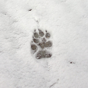 指纹 (抖音热歌)