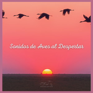 Sonidos de Aves al Despertar (p52)