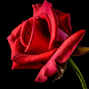 Mulambo É de Macumba