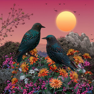 Aves Circulan Etéreamente