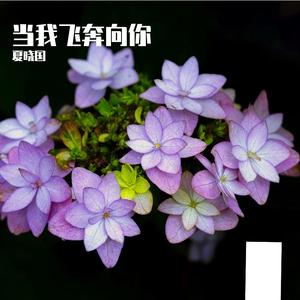 当我飞奔向你 伴奏