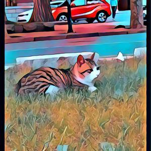 一馆边上的小猫三