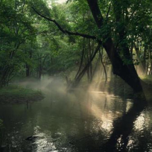 深い森の夜明け
