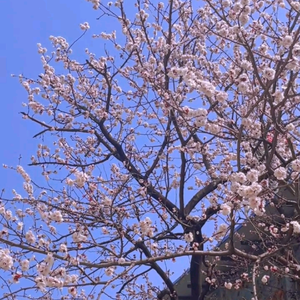 人生是张单程票