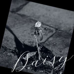 daisy-Pentagon中文填词
