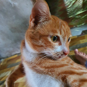 Cinta Yang Kutanam Untuk Mu (Acoustic)