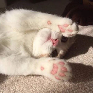 鸽子（Cover 徐秉龙）