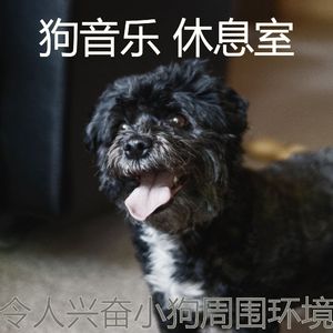 温和训练你的狗梦想