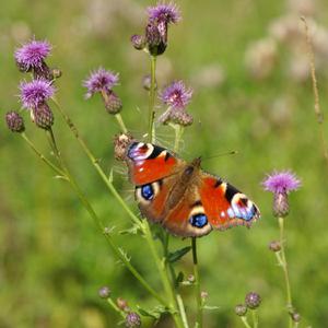 I love you summertime (dansbandsversion)