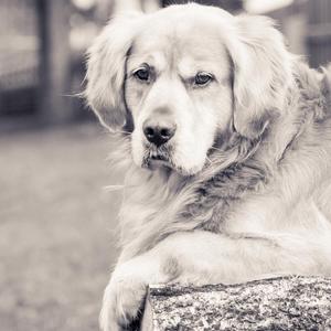 傻瓜（Cover 温岚）