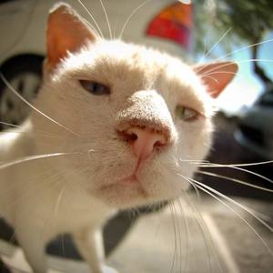 一把破吉他1999(Cover.赵照）