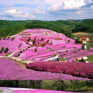 崇拜