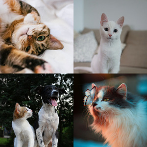 诗意的可爱猫咪节奏