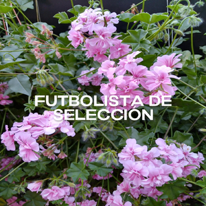 Futbolista de Selección
