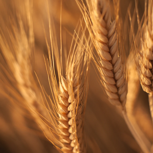 微风麦浪-轻拂人心