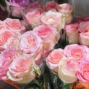 恋爱的犀牛（翻自 房东的猫）