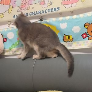 原来姹紫嫣红开遍