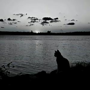 我知道我可以随时被代替