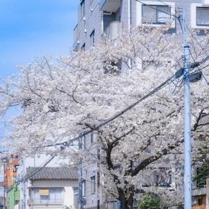 采光好建瓯盘模拟 (1)