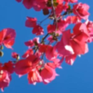 Agapimu fidela protini