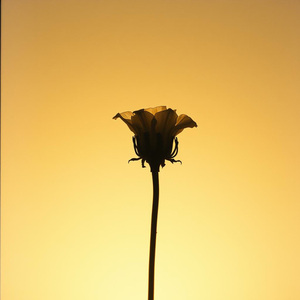 Olvidarla (vallenata)