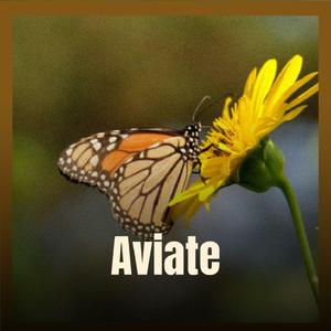 Aviate