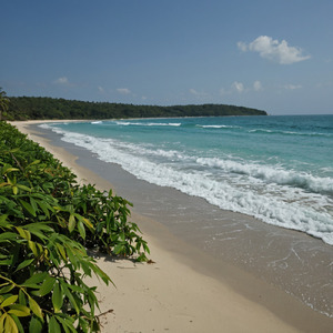 Waves Woods