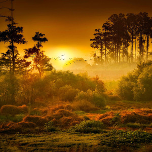 The Forest Awakes (Original Score)