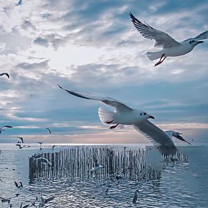 Seagull