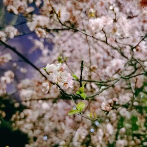 春よ、来い（春天，来吧）