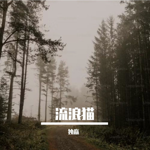 像风一样的你