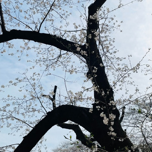 灰色